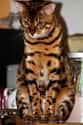 This Furocious Furball Swears Granddad Was a Tiger on Random Cats with Totally Cool Markings