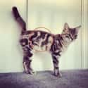 Look Closely To See A Cat Profile in This Cat's Fur on Random Cats with Totally Cool Markings