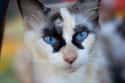 Ink Blot Cat: 'What Do You See In My Face?' on Random Cats with Totally Cool Markings