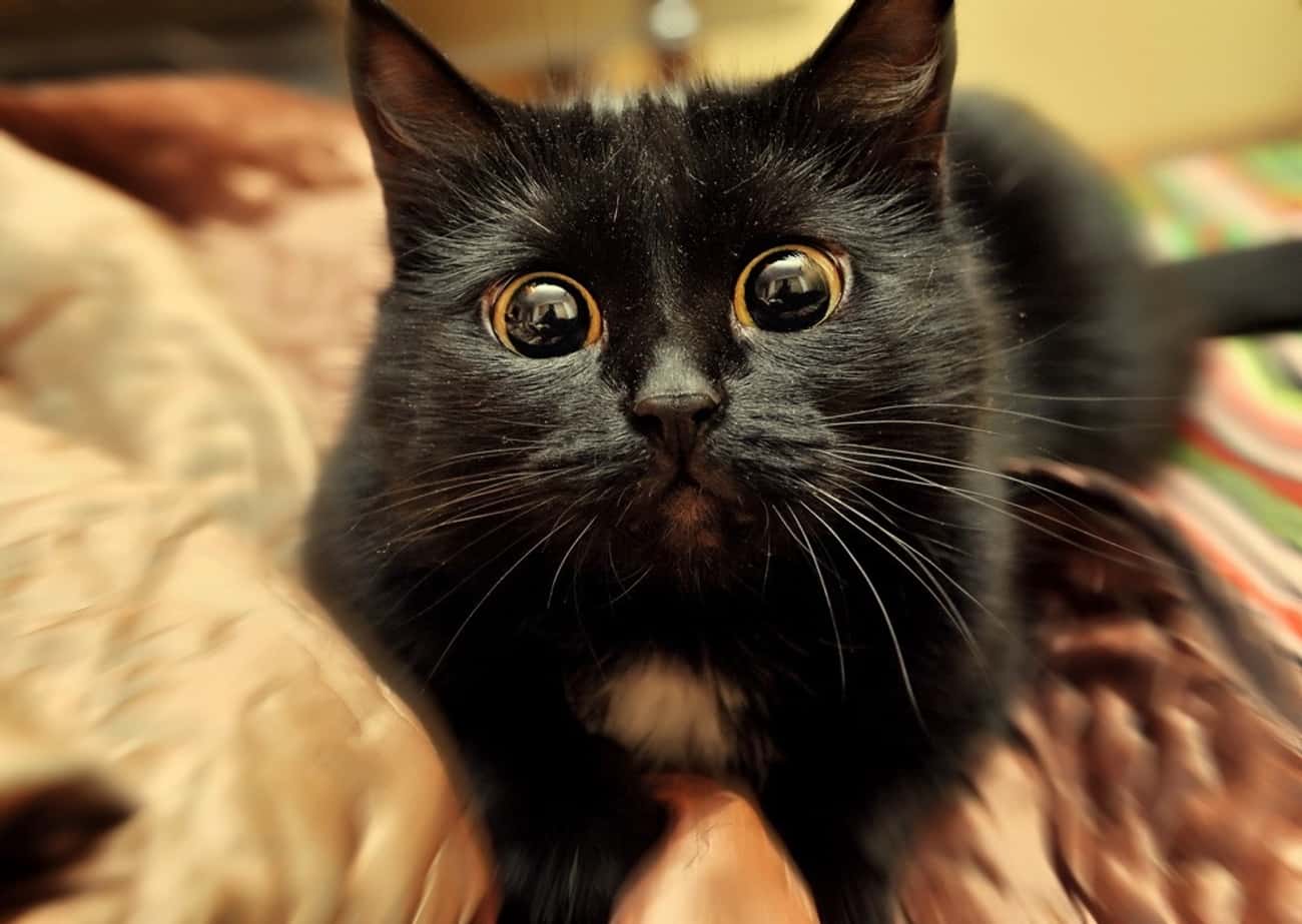 Cross Eyed Cats | Weird Cat Eye Pictures