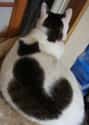 A Second Kitty Hides Within This Cat's Fur on Random Cats with Totally Cool Markings