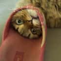 'It Was Henceforth Known As The Great Flip Flop Debacle.' on Random Photos That Cats Are Stuck