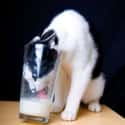 'What, Like There's An Easier Way To Drink Milk?' on Random Photos That Cats Are Stuck