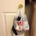 'No Vet-Bound Cats Here. Just Us Bags.' on Random Photos That Cats Are Stuck