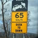 Kangaroos in These Parts Ain't Nothin' to Mess With on Random the Funniest Street Signs on the Open Road