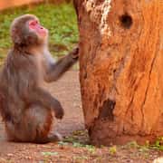 Funnest Monkey Jokes | Funny Joke List About Monkeys
