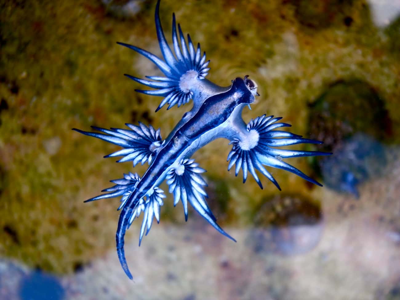 Blue Dragons Can Be Found in Waters Off of South Africa, Australia, and Mozambique