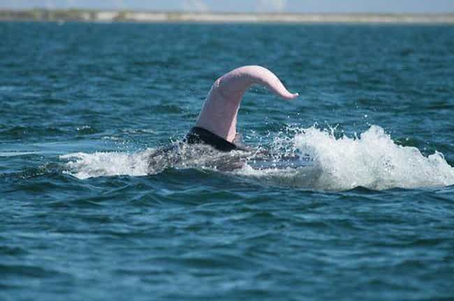 whale penis