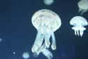 Jellyfish Live Under One Year on Random Fun Facts You Should Know About Jellyfish