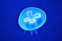 Some Jellyfish Are Immortal on Random Fun Facts You Should Know About Jellyfish