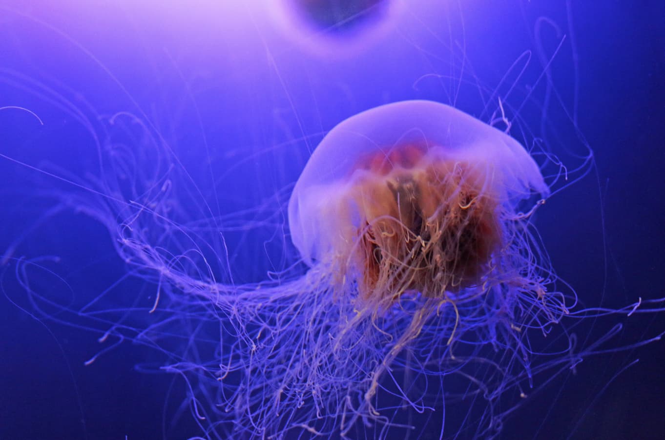 Jellyfish Facts, Interesting Trivia About Jellyfish