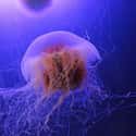 Some Jellyfish Can Grow Tentacles Over 90 Feet Long on Random Fun Facts You Should Know About Jellyfish