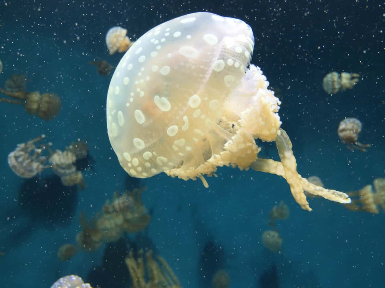 Представители медуз