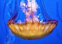 Jellyfish Have a Tube That Serve as the Mouth and Digestive Area on Random Fun Facts You Should Know About Jellyfish
