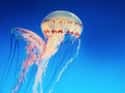 The Tentacle Can Still Sting When Detached From The Body on Random Fun Facts You Should Know About Jellyfish