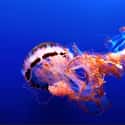 There Are 200 Different Types of Jellyfish on Random Fun Facts You Should Know About Jellyfish