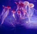 Jellyfish Sting Around 200,000 People in Florida Each Year on Random Fun Facts You Should Know About Jellyfish