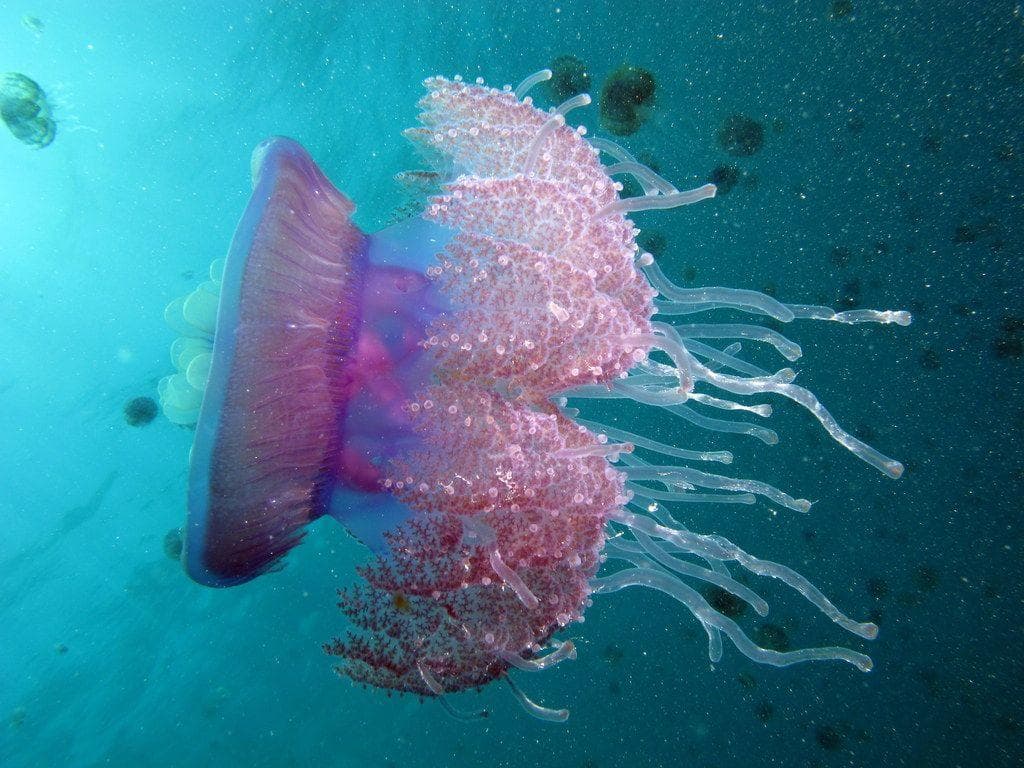 Jellyfish Facts, Interesting Trivia About Jellyfish