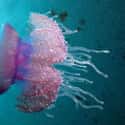 Jellyfish Kill More People Than Sharks Annually on Random Fun Facts You Should Know About Jellyfish