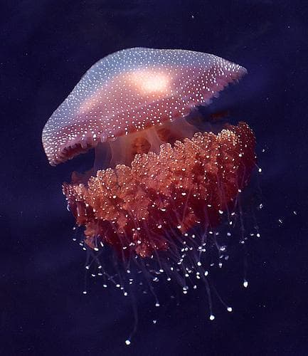 Jellyfish Facts, Interesting Trivia About Jellyfish