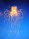 Urine Will Not Cure a Jellyfish Sting on Random Fun Facts You Should Know About Jellyfish
