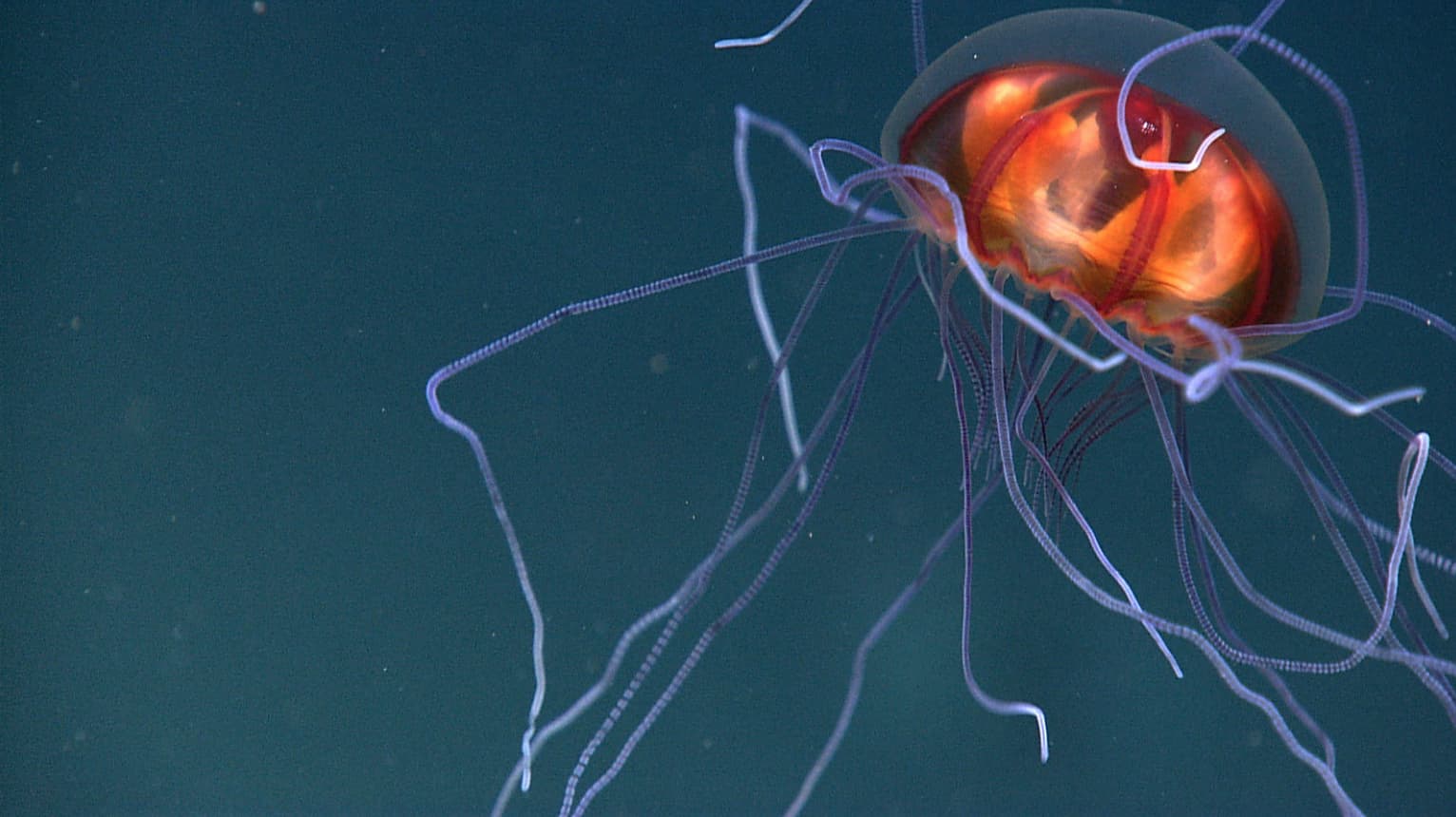 Random Fun Facts You Should Know About Jellyfish