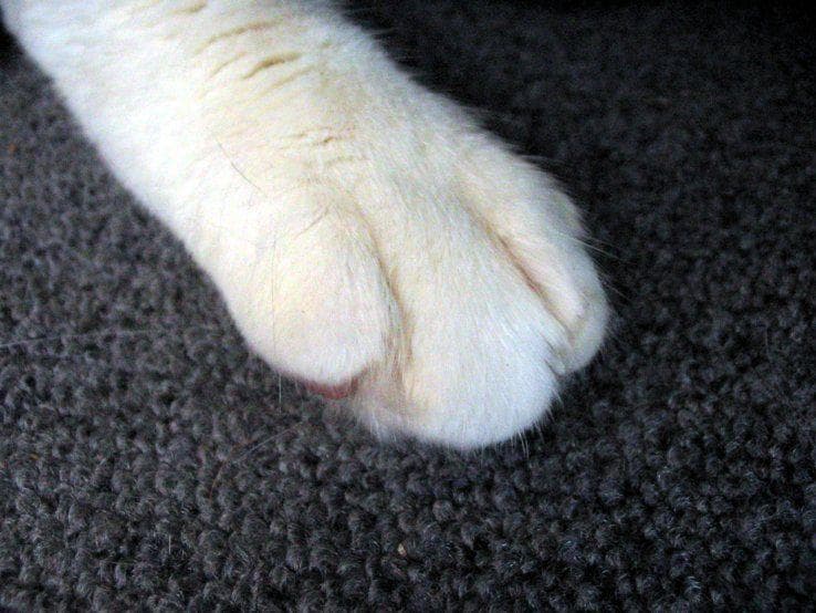 19 Cool Cat Facts That Every Cat Owner Should Know