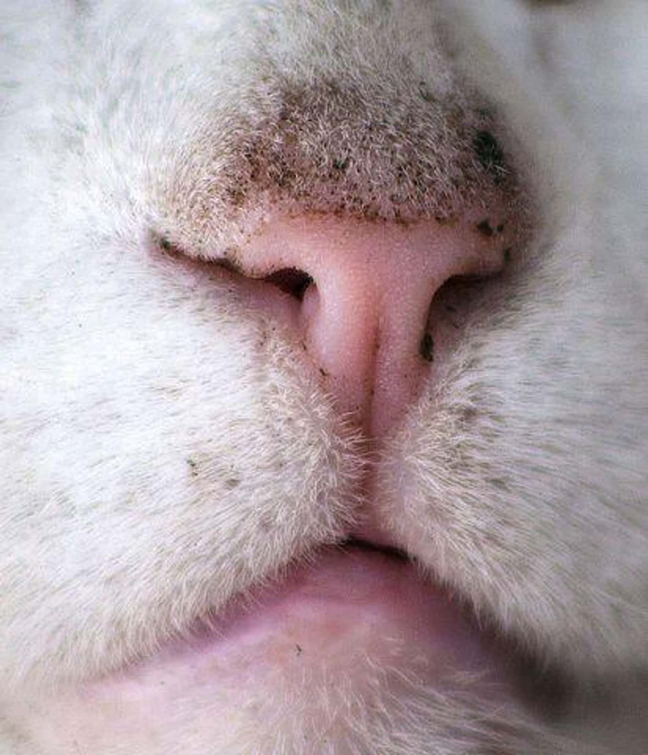Кошка вода нос. Кальцивироз (эозинофильная гранулема).