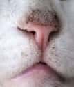 Cats All Have Unique Noses on Random Fun Facts You Should Know About Cats