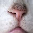 Cats All Have Unique Noses on Random Fun Facts You Should Know About Cats