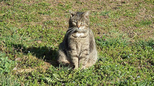 19 Cool Cat Facts That Every Cat Owner Should Know