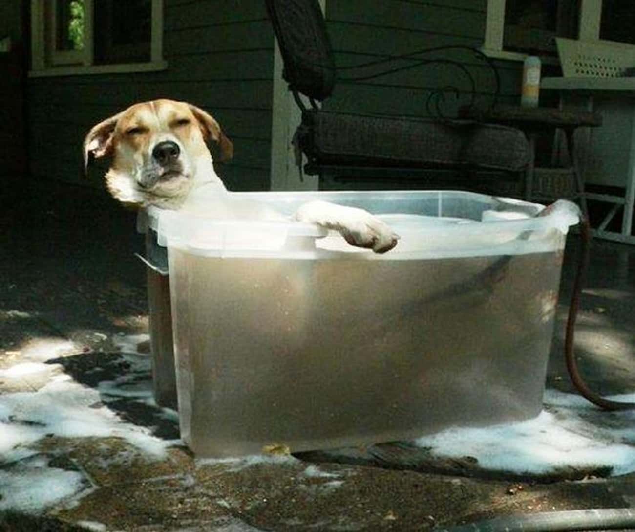 Ванна в форме собаки