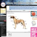 Visual.Merriam on Random Best Dictionary Websites