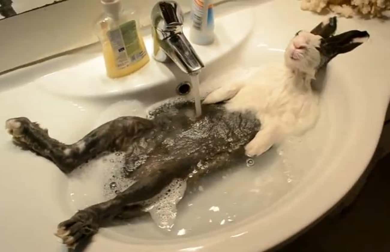 Кота моют в ванне. Кот в ванной. Кошка в ванне. Кошка купается в ванне.