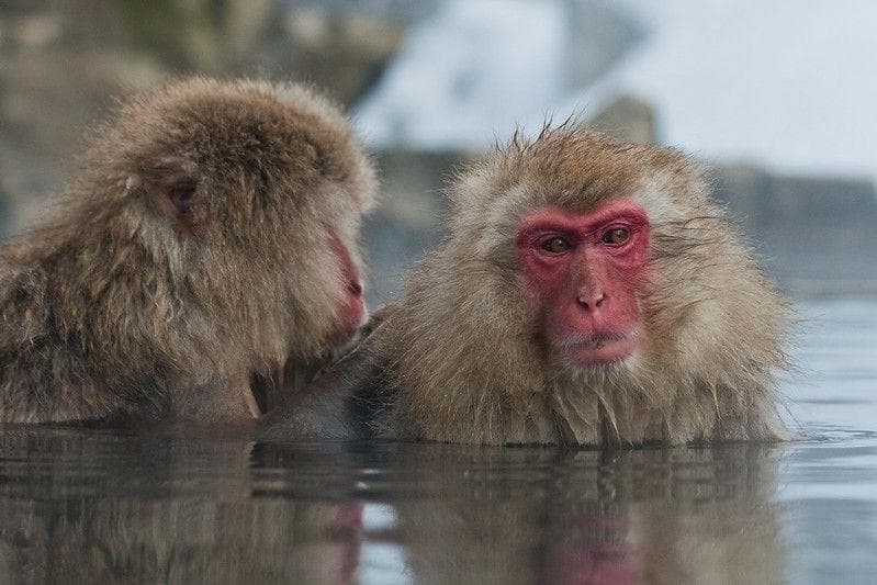 31 Adorable Photos of Cute Animals Taking Baths