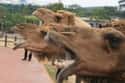 Two People Trampled at Texas Camel Farm on Random Craziest Deaths of 2015