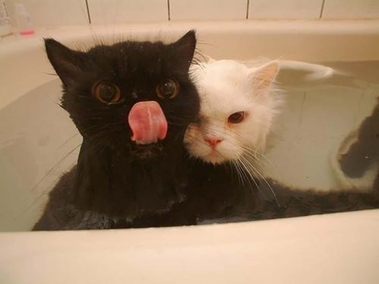 Решила рискнуть. Котик в ванной. Черный кот в ванне. Два кота в ванной. Котенок в ванной.
