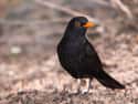 2011 Southern Blackbird Deaths on Random Strange Cases of Mysterious Mass Animal Deaths