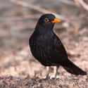 2011 Southern Blackbird Deaths on Random Strange Cases of Mysterious Mass Animal Deaths