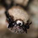 White-Nose Syndrome on Random Strange Cases of Mysterious Mass Animal Deaths