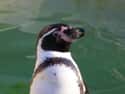 Chilean Penguin Deaths on Random Strange Cases of Mysterious Mass Animal Deaths