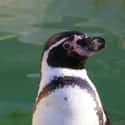 Chilean Penguin Deaths on Random Strange Cases of Mysterious Mass Animal Deaths