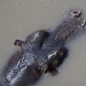 2004 Ugandan Hippo Poisoning on Random Strange Cases of Mysterious Mass Animal Deaths