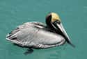 2009 Pelican Deaths on Random Strange Cases of Mysterious Mass Animal Deaths