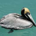 2009 Pelican Deaths on Random Strange Cases of Mysterious Mass Animal Deaths