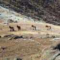 Mongolian Mass Die-Off on Random Strange Cases of Mysterious Mass Animal Deaths