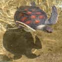 2006 El Salvador Turtle Deaths on Random Strange Cases of Mysterious Mass Animal Deaths