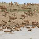 Kazakhstan Antelope Deaths on Random Strange Cases of Mysterious Mass Animal Deaths