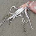 California Squid Beaching on Random Strange Cases of Mysterious Mass Animal Deaths