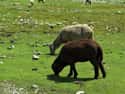 2005 Turkish Sheep Jump on Random Strange Cases of Mysterious Mass Animal Deaths